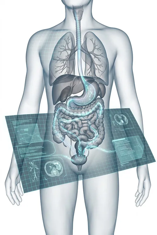 Medical illustration showing endoscopy pathways through digestive respiratory and urinary systems
